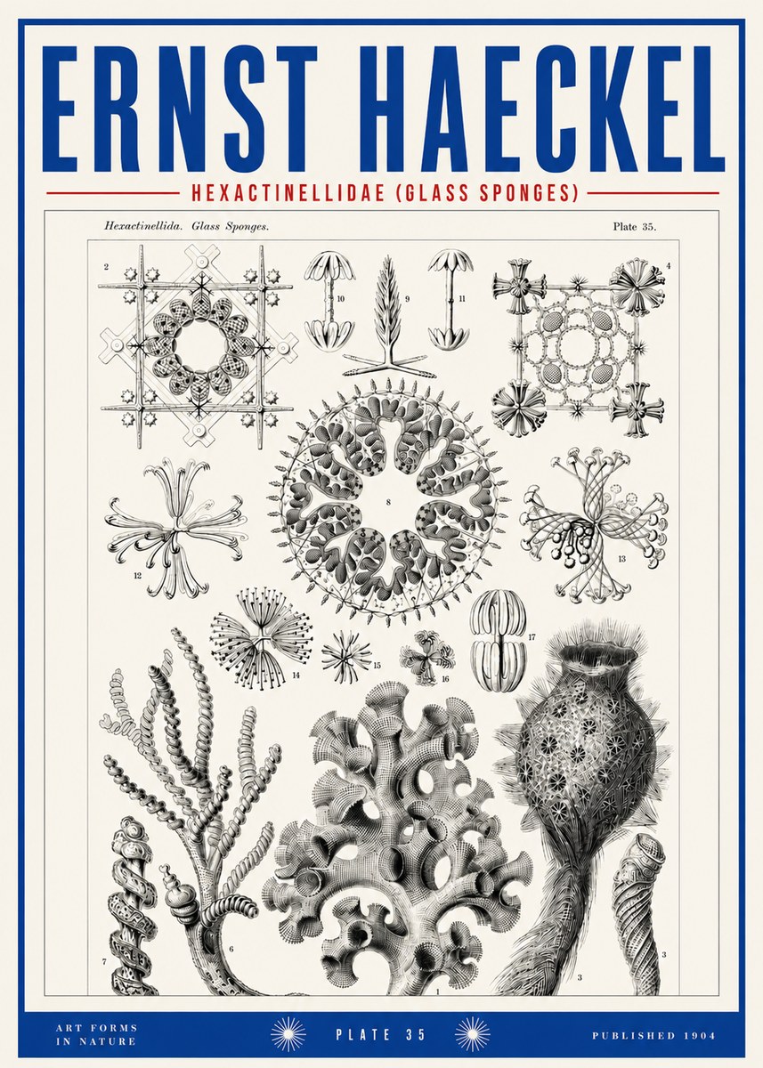 Ernst Haeckel Hexactinellida. Glass Sponges. No3 - Poszter