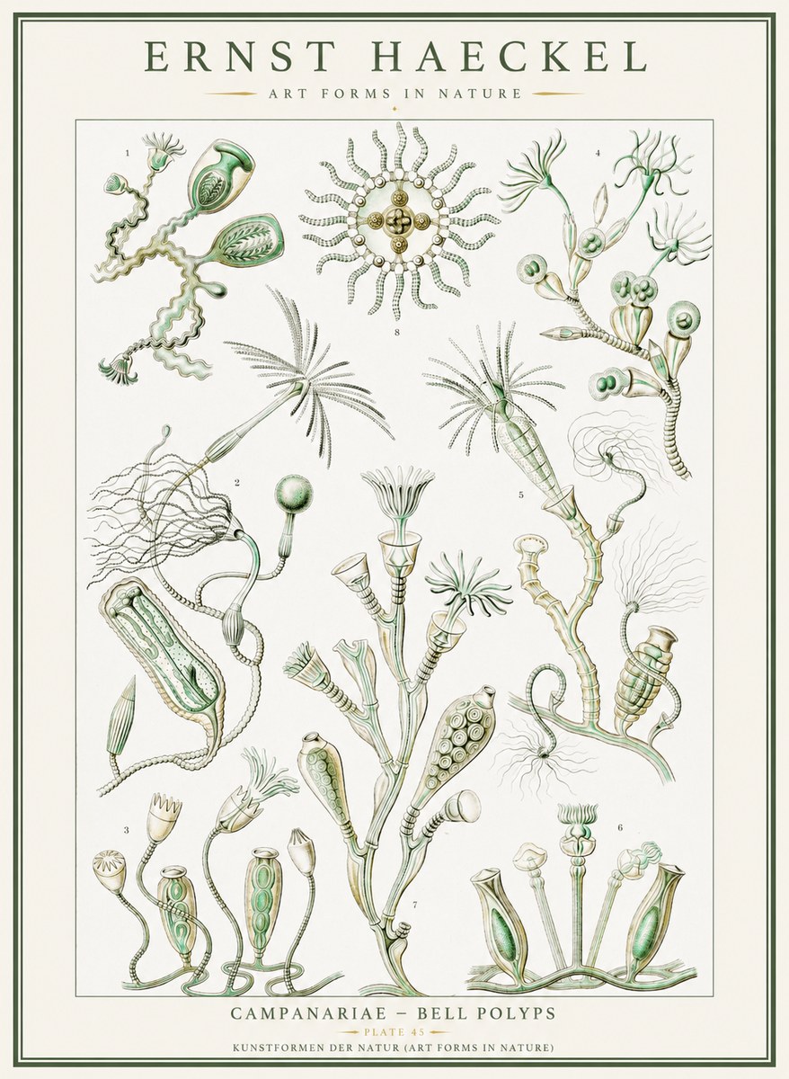 Ernst Haeckel Campanariae – Bell Polyps No1 - Poszter