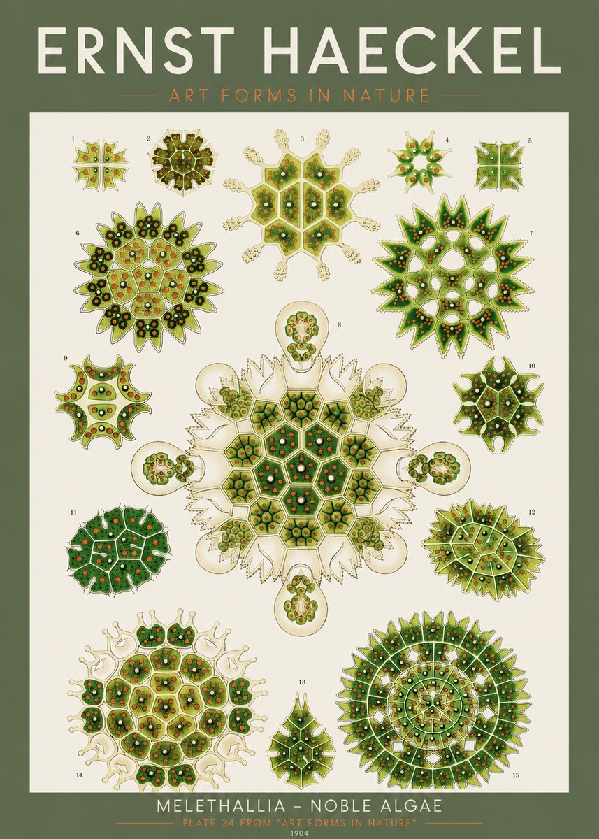 Ernst Haeckel Melethallia - Noble Algae No2 - Poszter