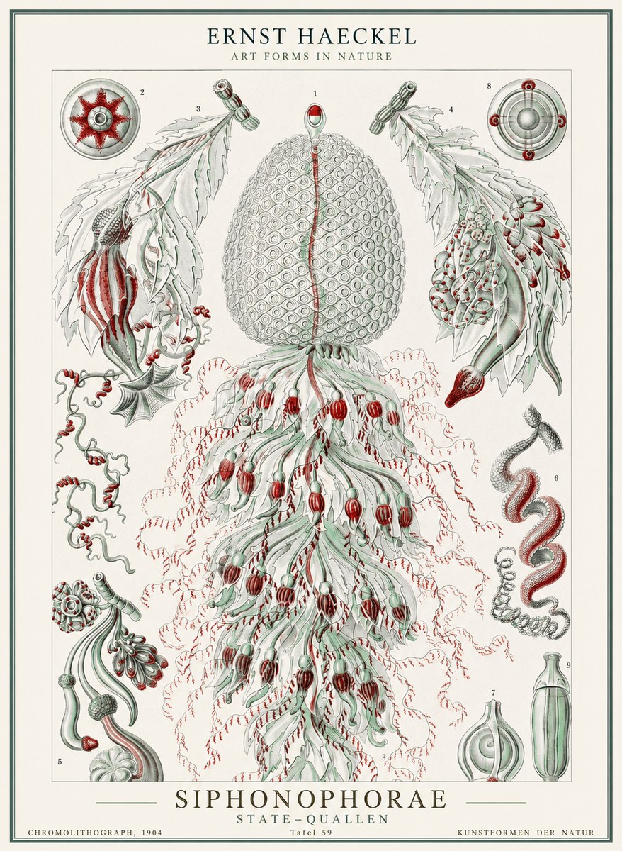 Ernst Haeckel Siphonophorae - State Colonies No2 - Poszter