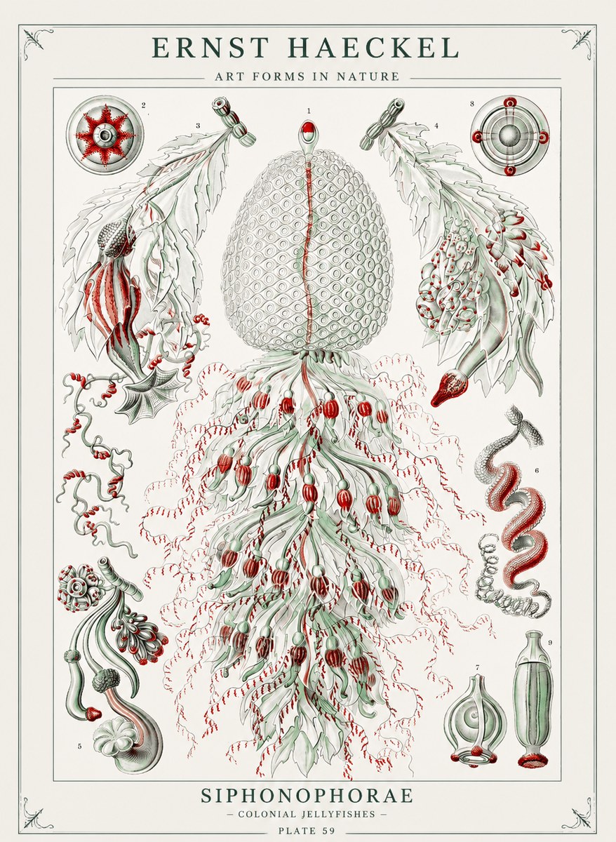 Ernst Haeckel Siphonophorae - State Colonies No3 - Poszter