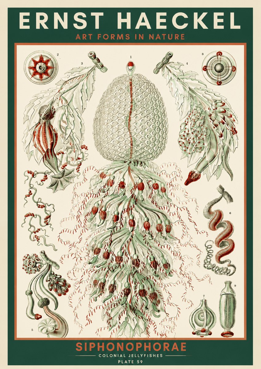 Ernst Haeckel Siphonophorae - State Colonies No4 - Poszter