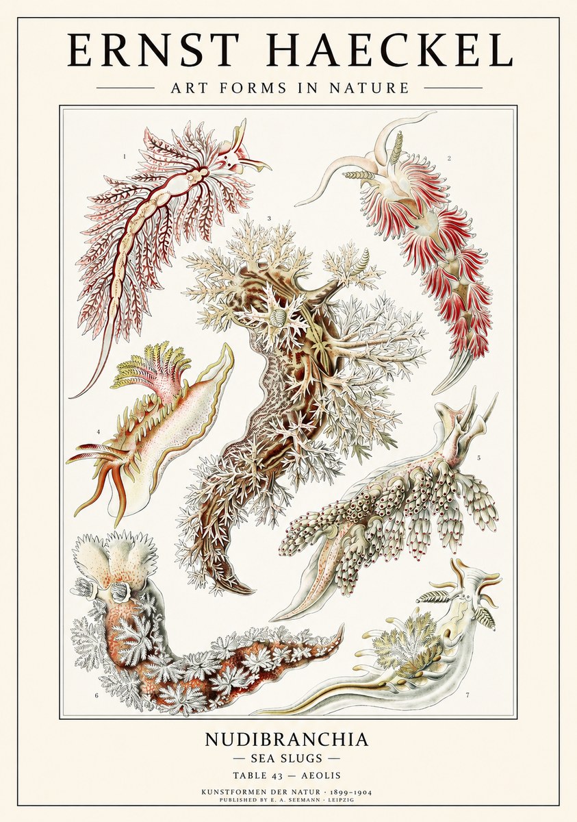 Ernst Haeckel Nudibranchia – Sea Slugs No3 - Poszter