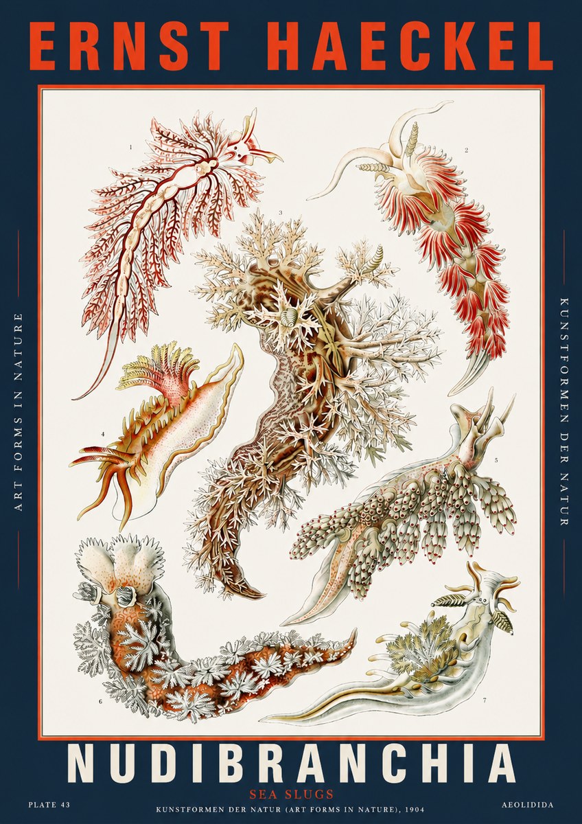 Ernst Haeckel Nudibranchia – Sea Slugs No5 - Poszter