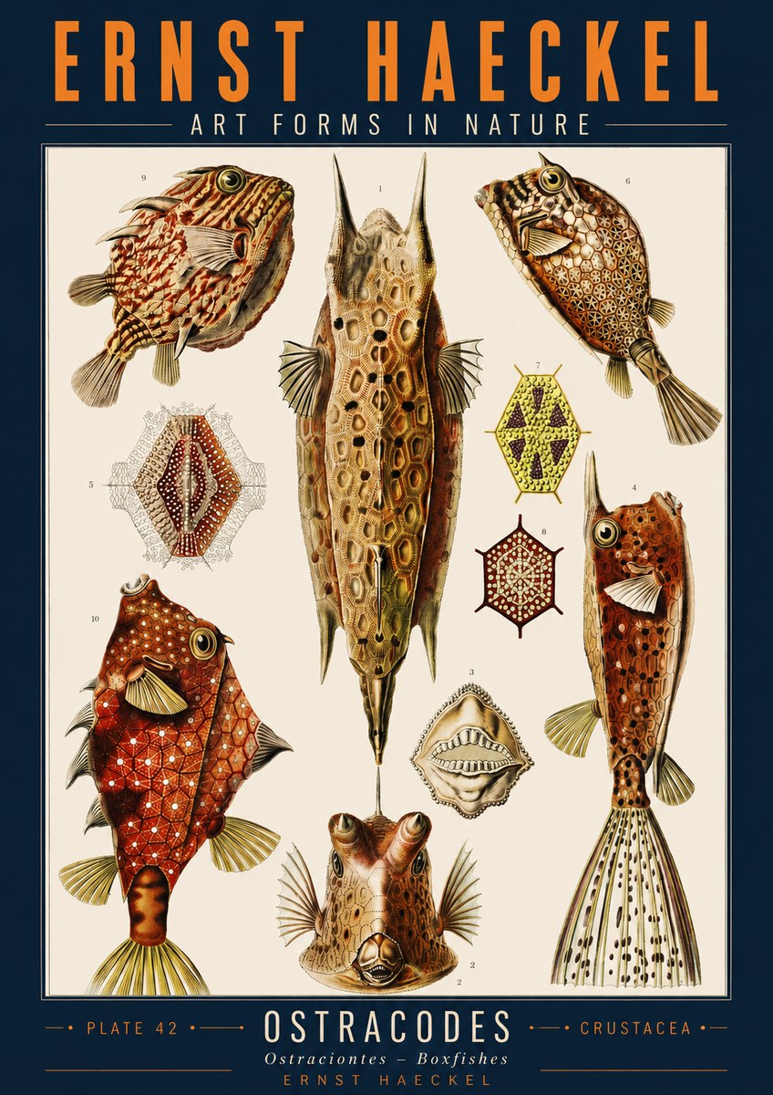 Ernst Haeckel Ostracodes Crustacea No2 - Poszter