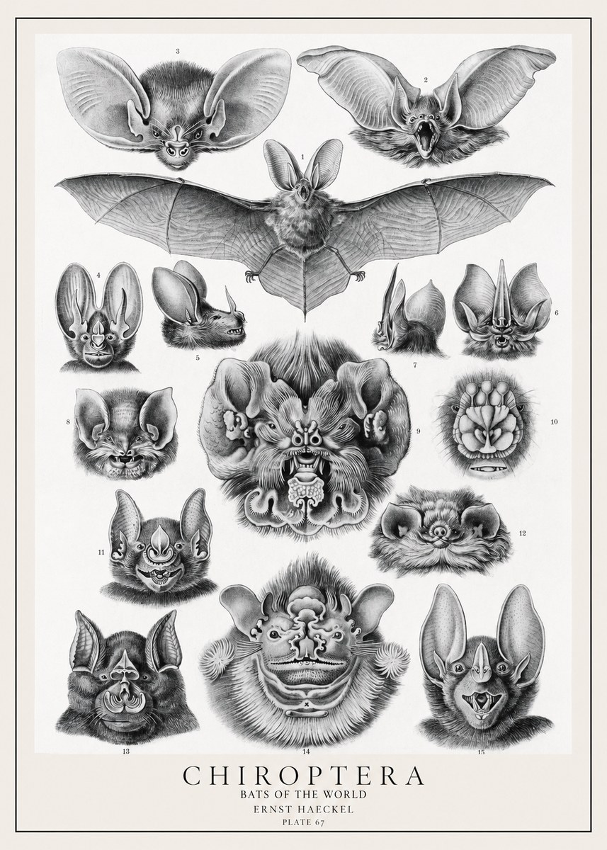 Ernst Haeckel Chiroptera Bats No2 - Poszter