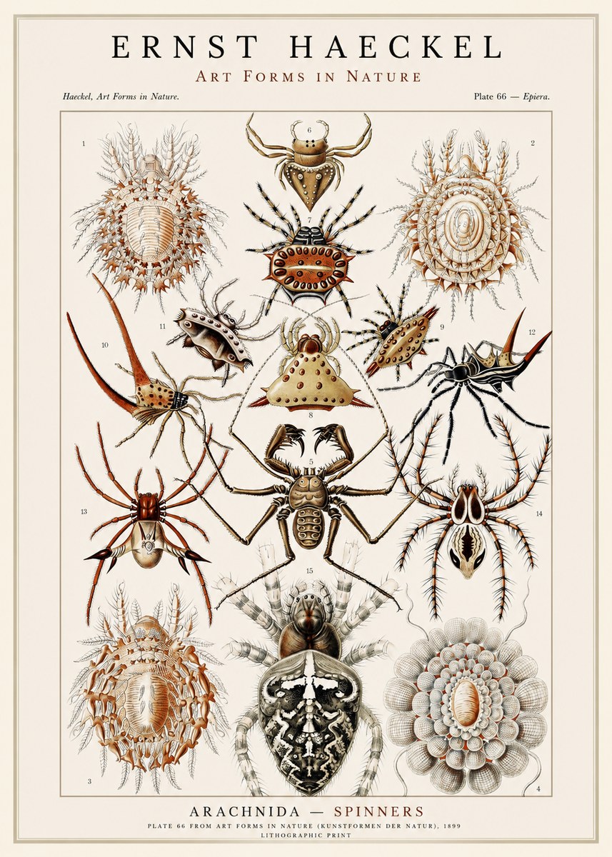 Ernst Haeckel Arachnida — Spiders No3 - Poszter