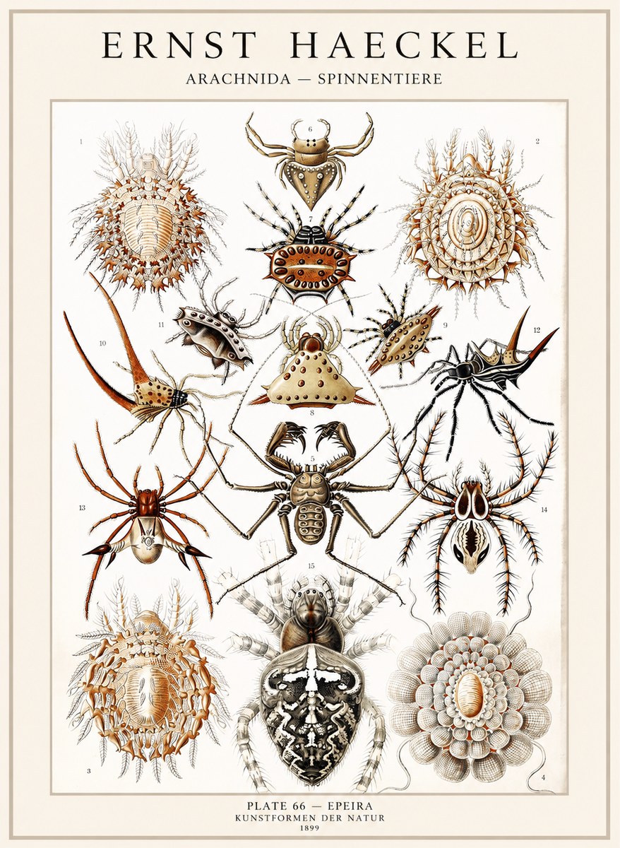 Ernst Haeckel Arachnida — Spiders No4 - Poszter