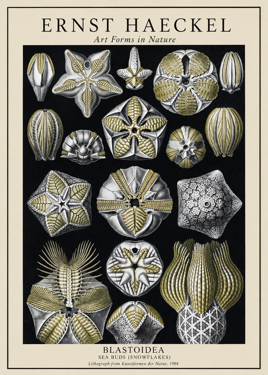 Ernst Haeckel Blastoidea Sea Buds (Snowflakes) No1 - Poszter