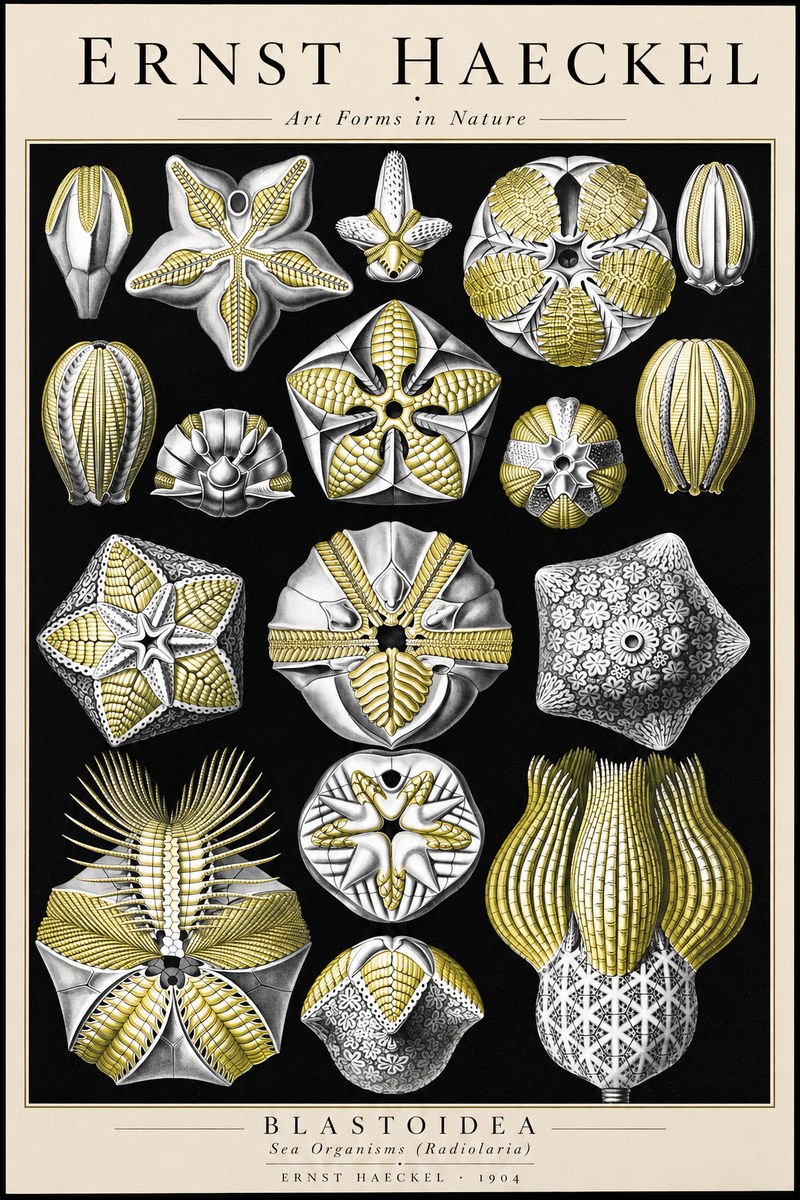 Ernst Haeckel Blastoidea Sea Buds (Snowflakes) No3 - Poszter