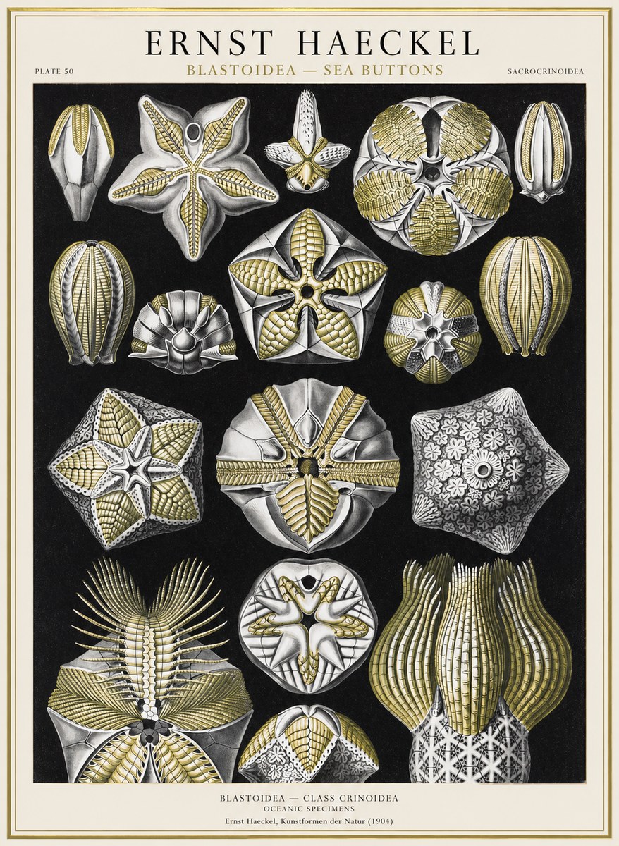 Ernst Haeckel Blastoidea Sea Buds (Snowflakes) No4 - Poszter