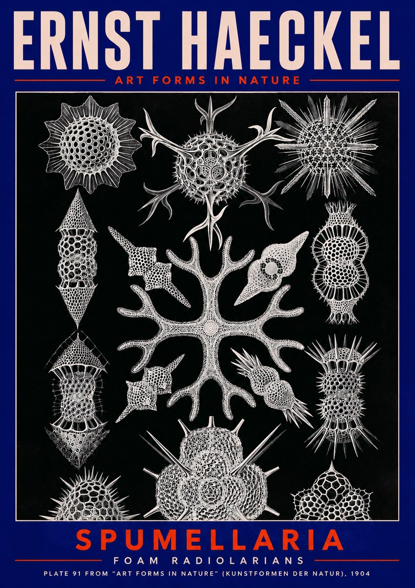 Ernst Haeckel Spumellaria No2 - Poszter