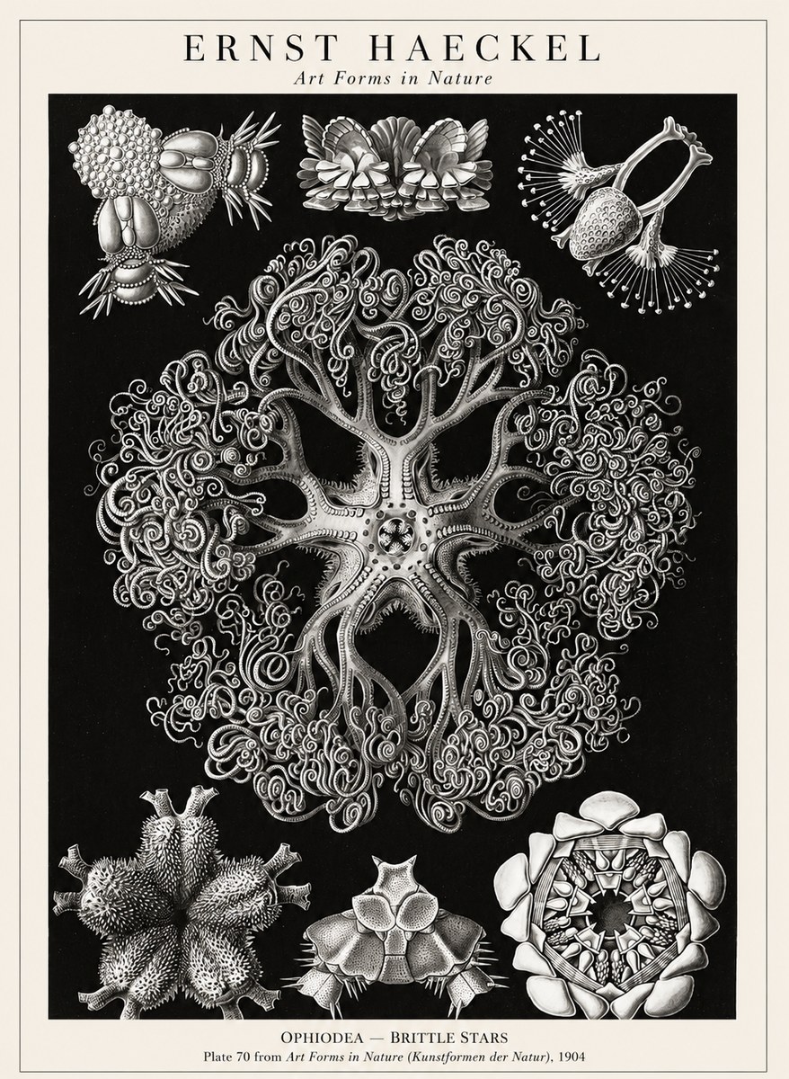 Ernst Haeckel Ophiodea - Brittle Stars II No1 - Poszter