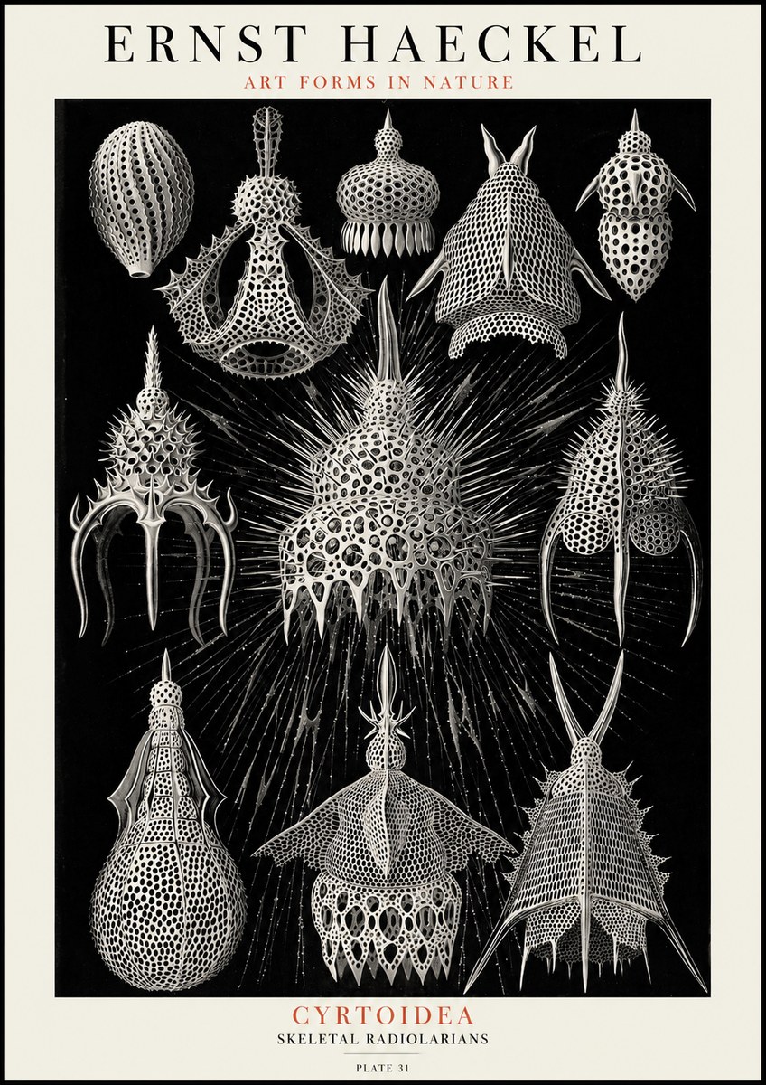 Ernst Haeckel Cyrtoidea - Starry Radiolarians No4 - Poszter