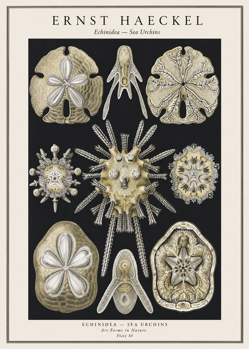Ernst Haeckel Echinidea — Sea Urchins No1 - Poszter