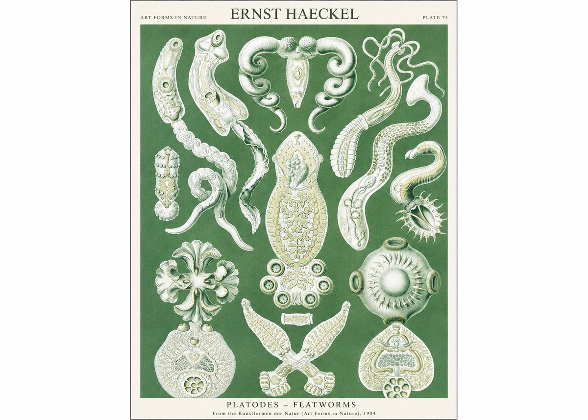Ernst Haeckel Platodes – Flatworms No1 - Poszter