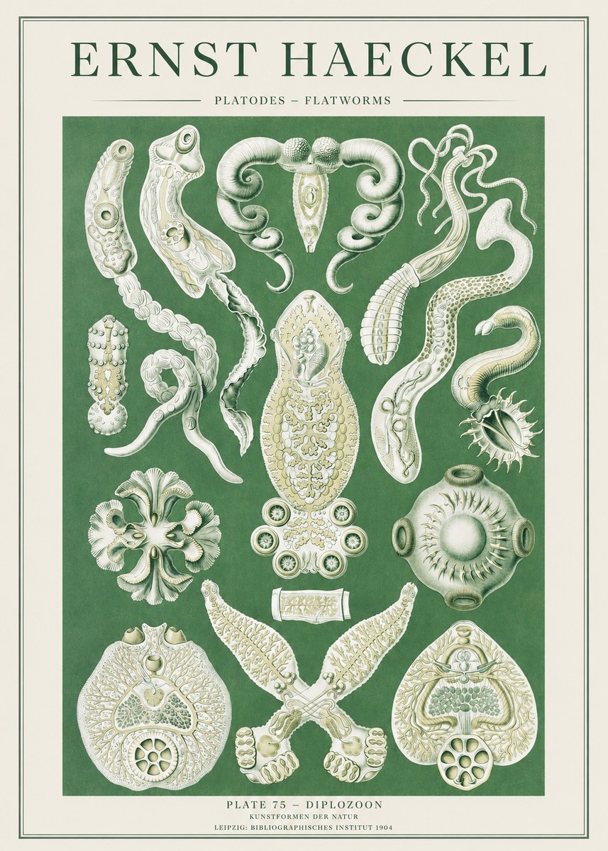 Ernst Haeckel Platodes – Flatworms No2 - Poszter