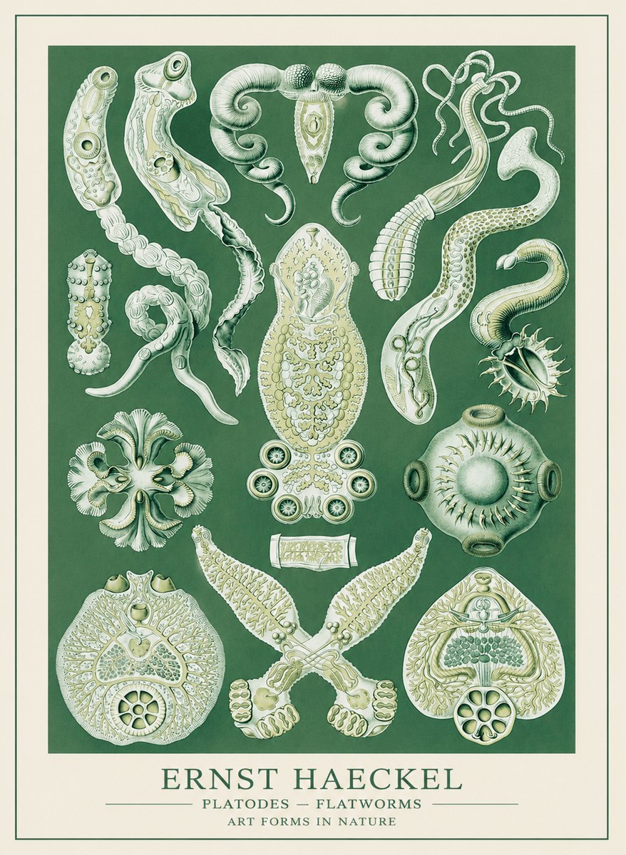 Ernst Haeckel Platodes – Flatworms No3 - Poszter