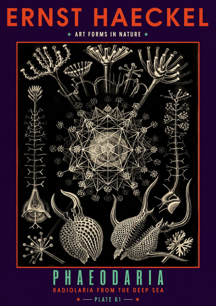 Ernst Haeckel Phaeodaria Radiolarians - Plate 61 No6 - Poszter