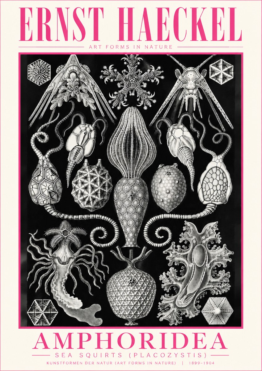 Ernst Haeckel Amphoridea No5 - Poszter