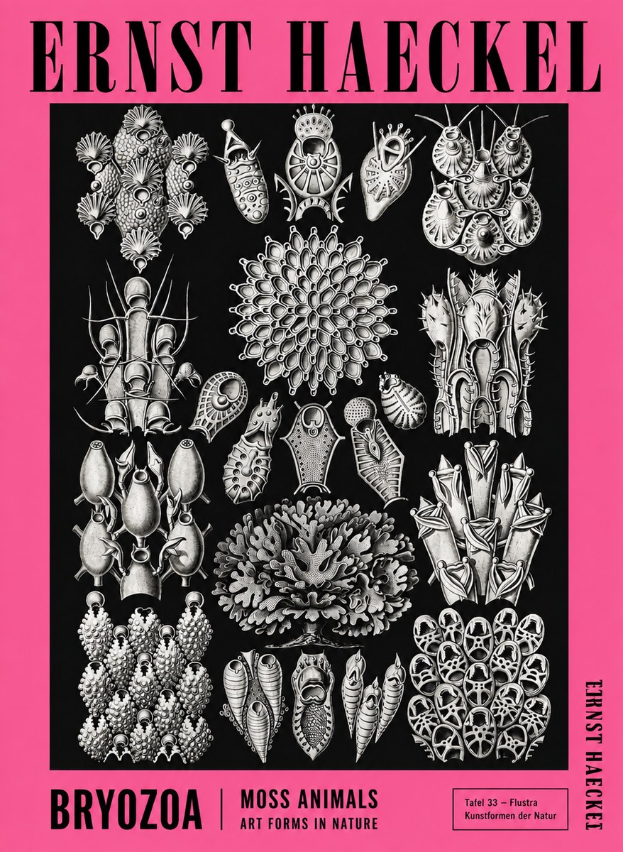 Ernst Haeckel Bryozoa No4 - Poszter