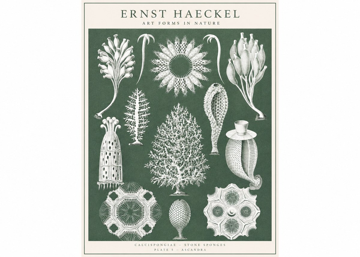 Ernst Haeckel Calcispongiae - Calcisponiges - Plate 5 - Asconia No3 - Poszter