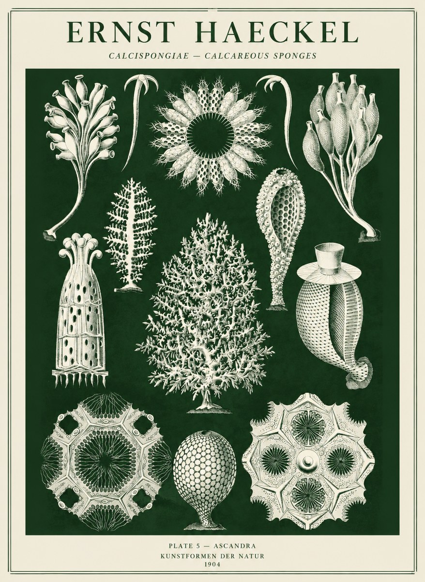 Ernst Haeckel Calcispongiae - Calcisponiges - Plate 5 - Asconia No5 - Poszter