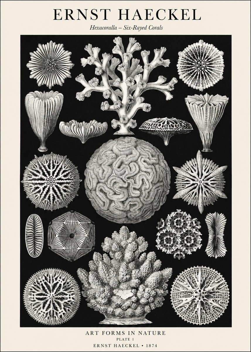 Ernst Haeckel Hexacoralla – Six-rayed Corals No1 - Poszter