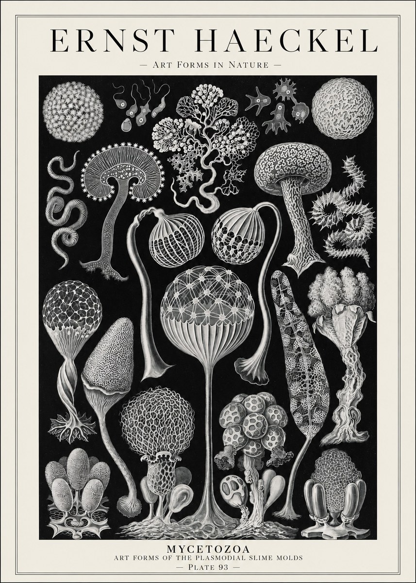 Ernst Haeckel Mycetozoa No1 - Poszter