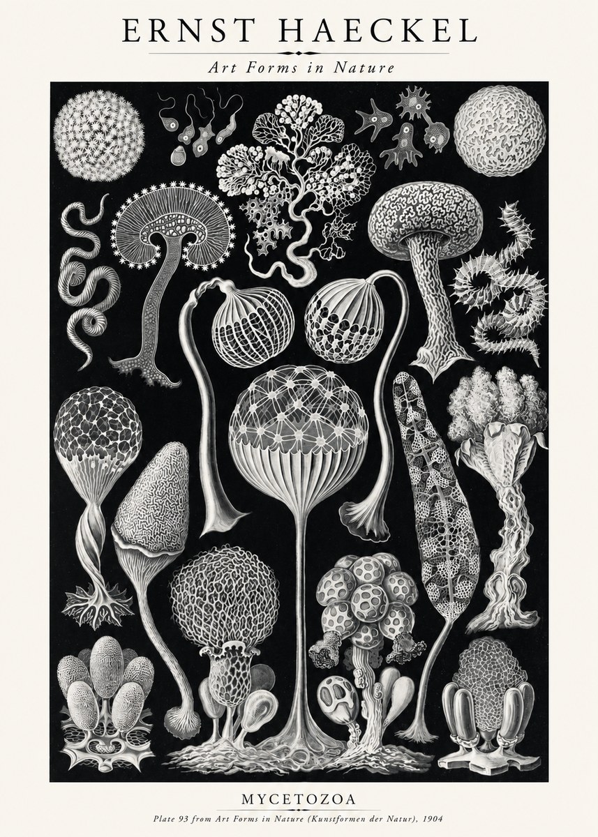 Ernst Haeckel Mycetozoa No2 - Poszter