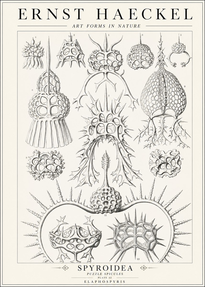 Ernst Haeckel Spyroidea - Puffball Radiolarians - Plate 22 No2 - Poszter