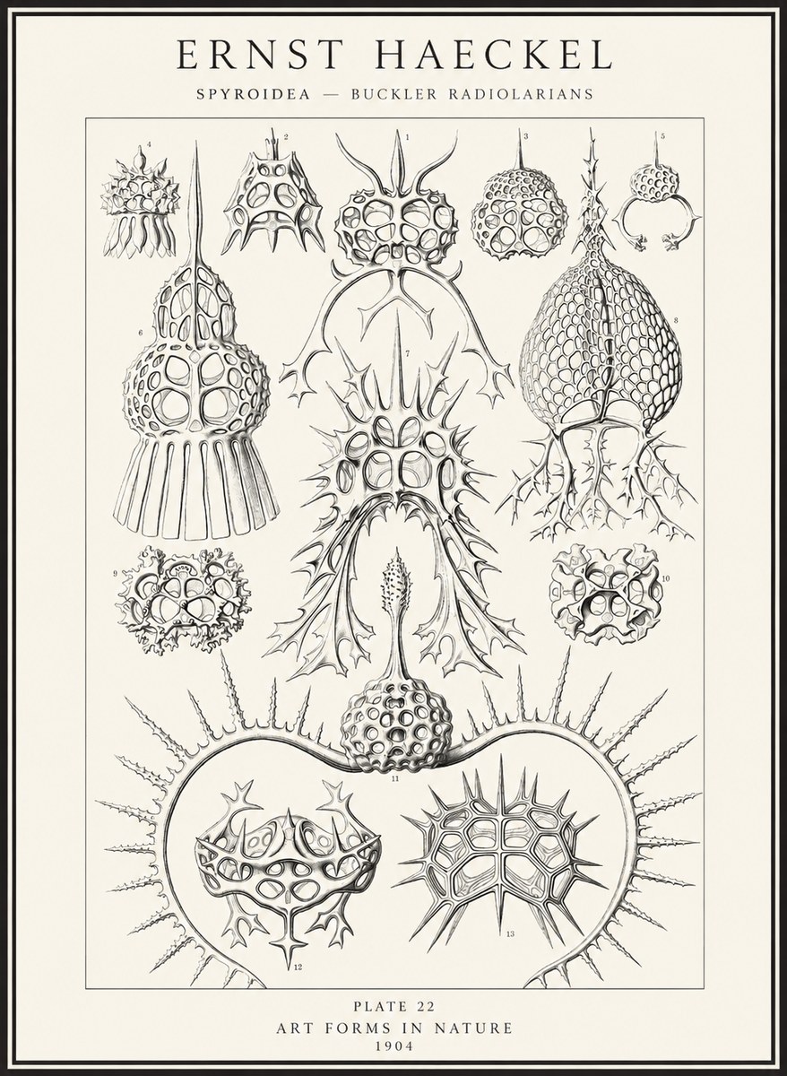 Ernst Haeckel Spyroidea - Puffball Radiolarians - Plate 22 No4 - Poszter