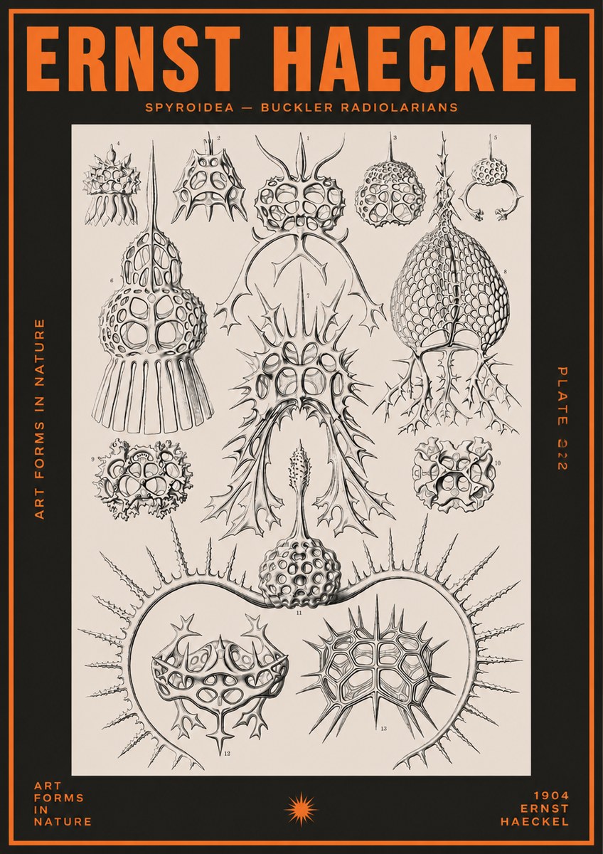 Ernst Haeckel Spyroidea - Puffball Radiolarians - Plate 22 No5 - Poszter