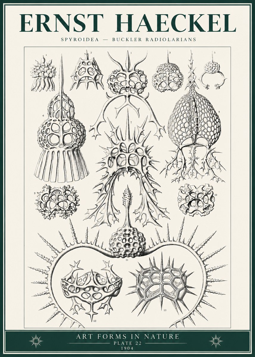 Ernst Haeckel Spyroidea - Puffball Radiolarians - Plate 22 No6 - Poszter