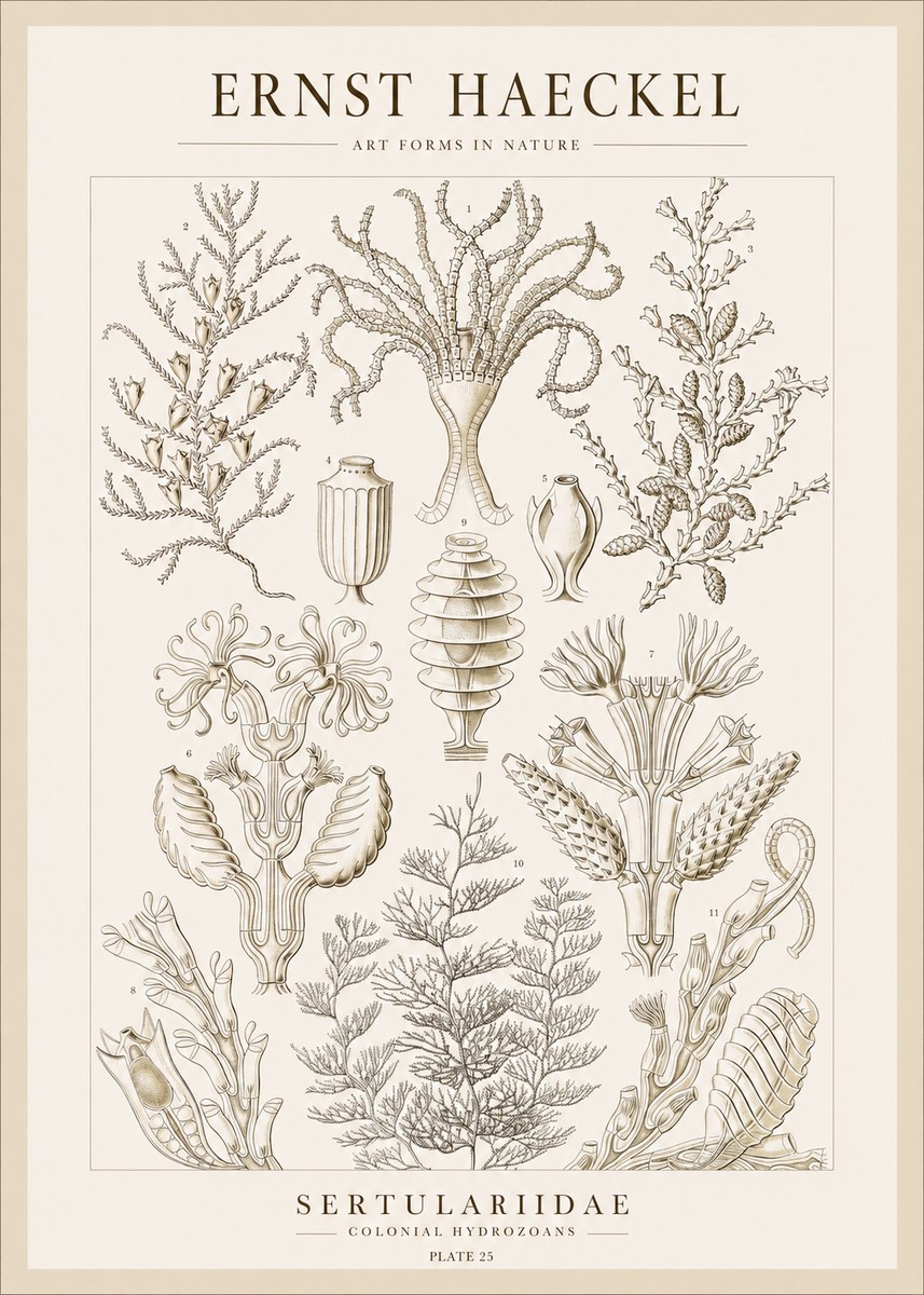 Ernst Haeckel Sertulariidae No1 - Poszter