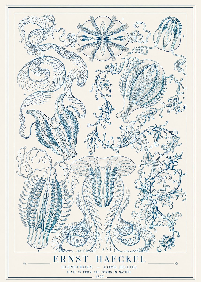 Ernst Haeckel Ctenophoræ – Comb Jellies No1 - Poszter