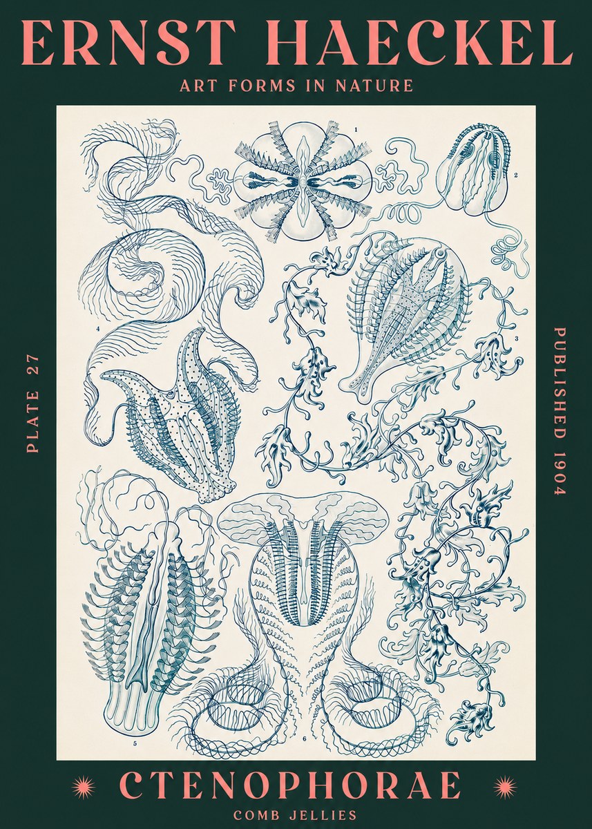 Ernst Haeckel Ctenophoræ – Comb Jellies No3 - Poszter