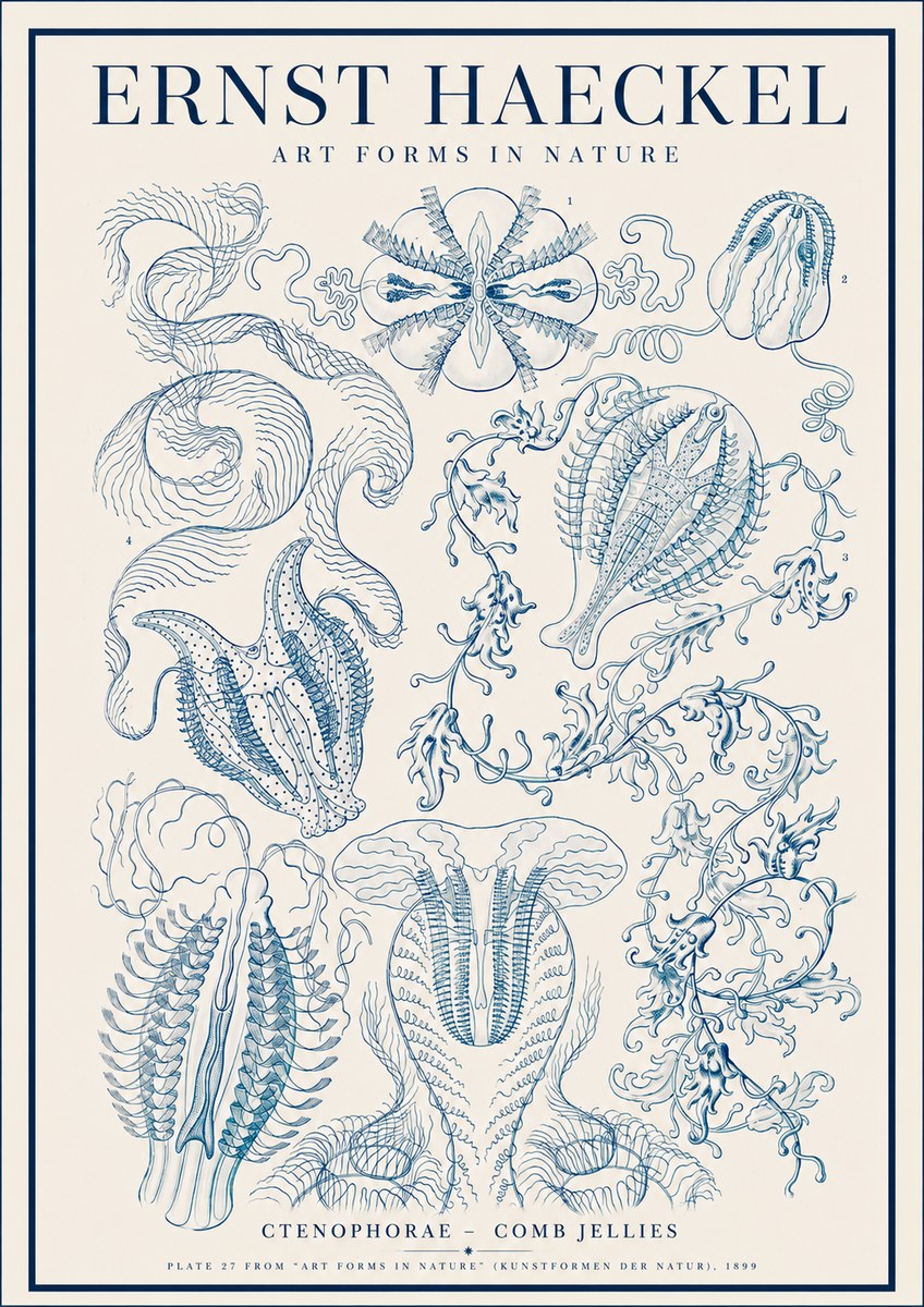 Ernst Haeckel Ctenophoræ – Comb Jellies No4 - Poszter