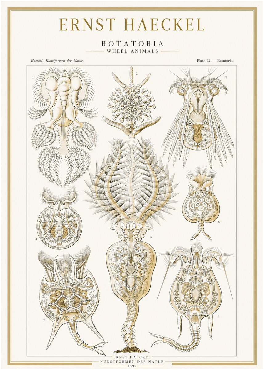 Ernst Haeckel Rotatoria - Wheel Animals No1 - Poszter