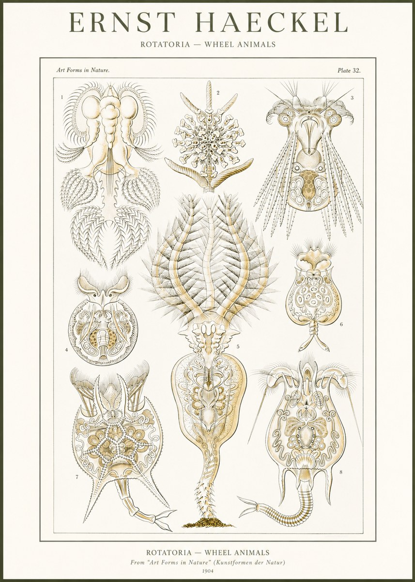 Ernst Haeckel Rotatoria - Wheel Animals No2 - Poszter