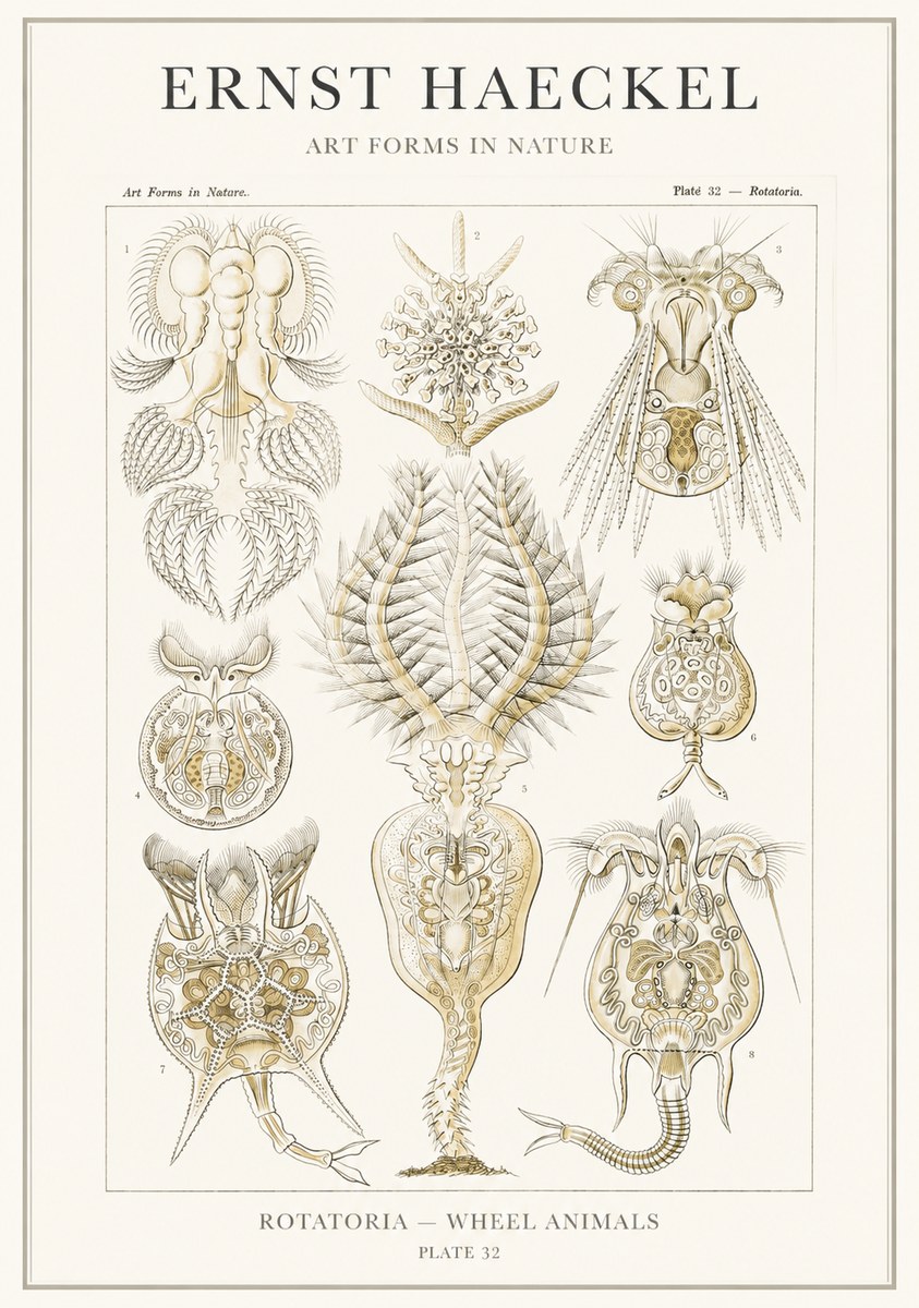 Ernst Haeckel Rotatoria - Wheel Animals No3 - Poszter
