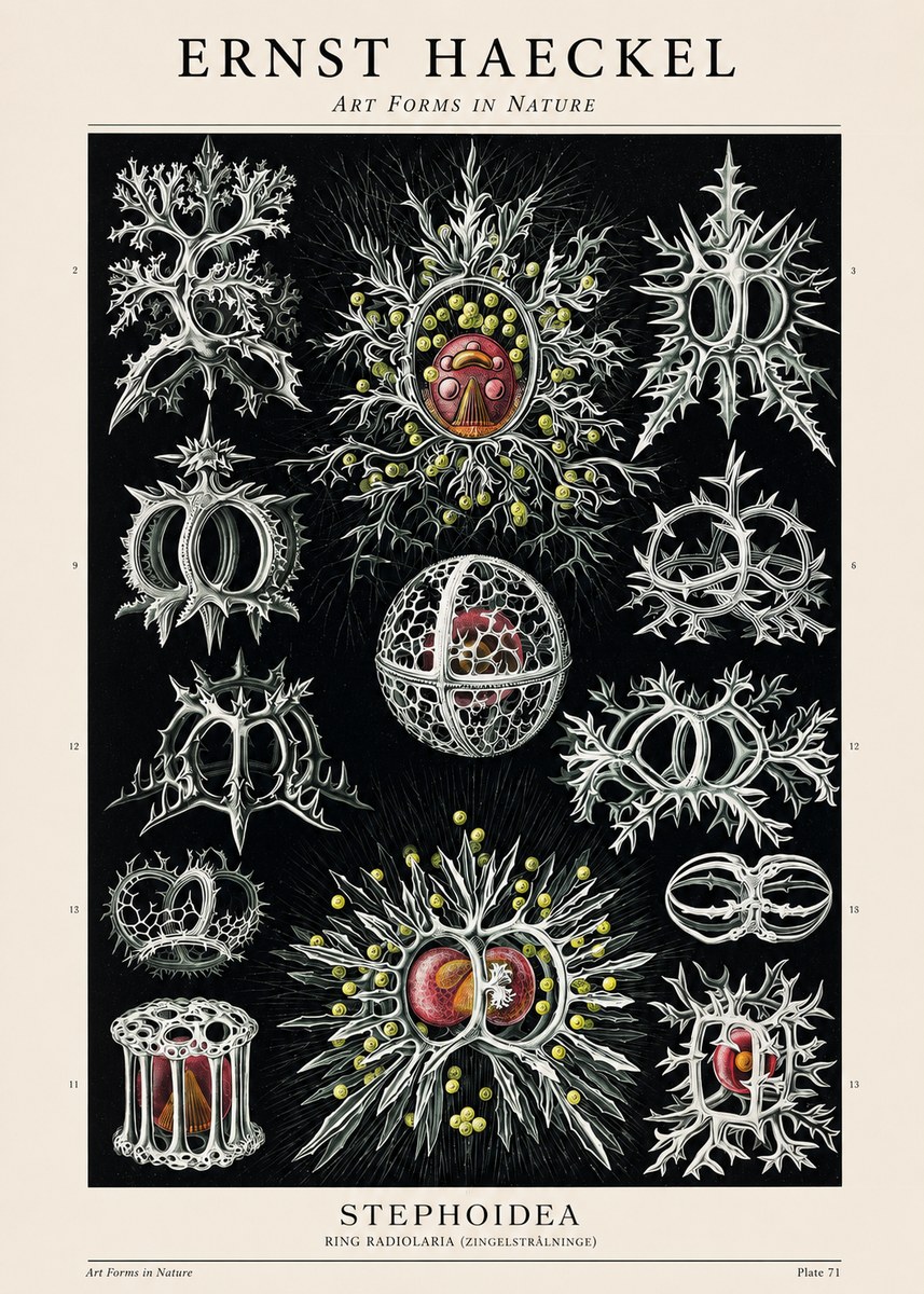 Ernst Haeckel Stephoidea No1 - Poszter