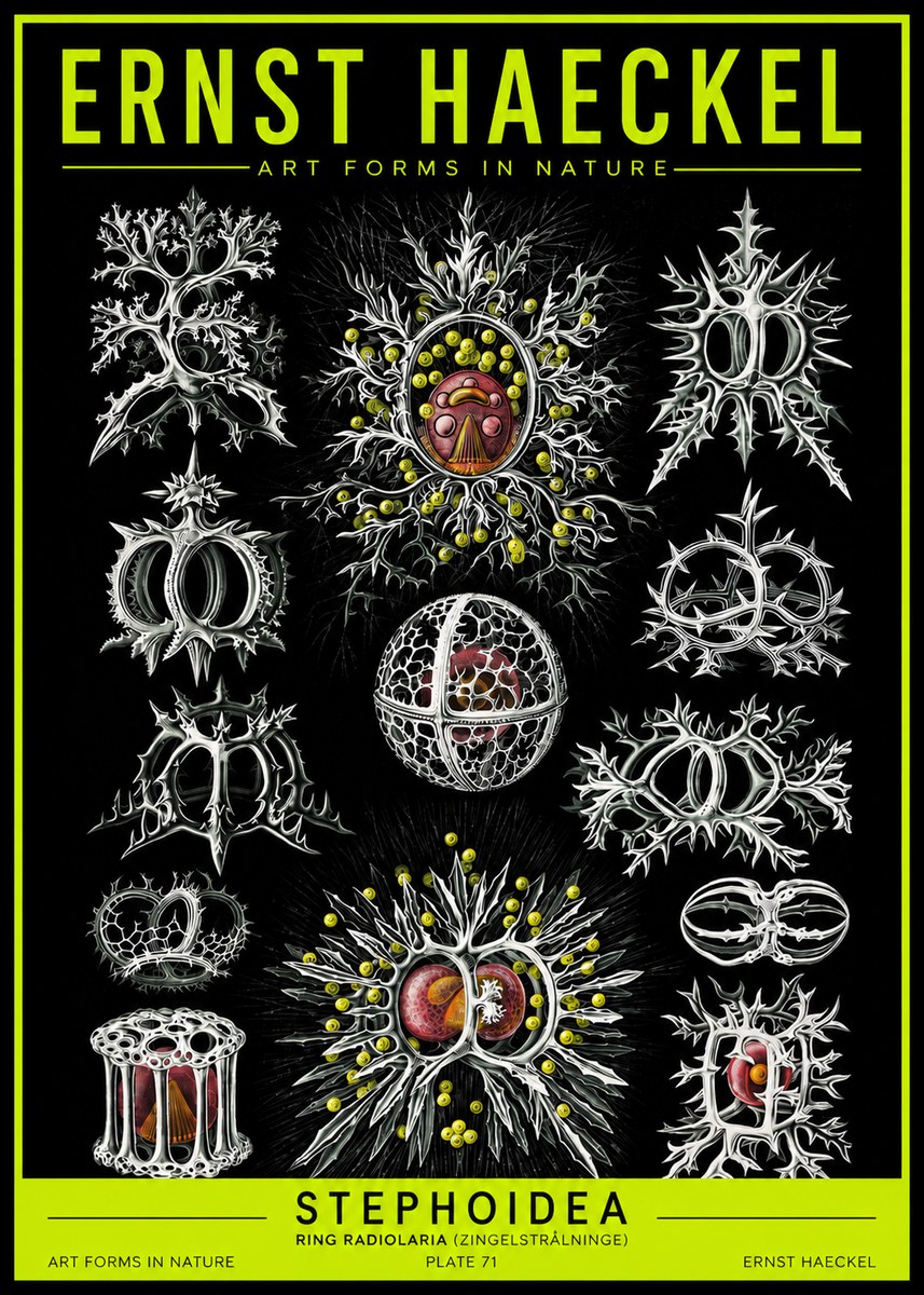 Ernst Haeckel Stephoidea No2 - Poszter
