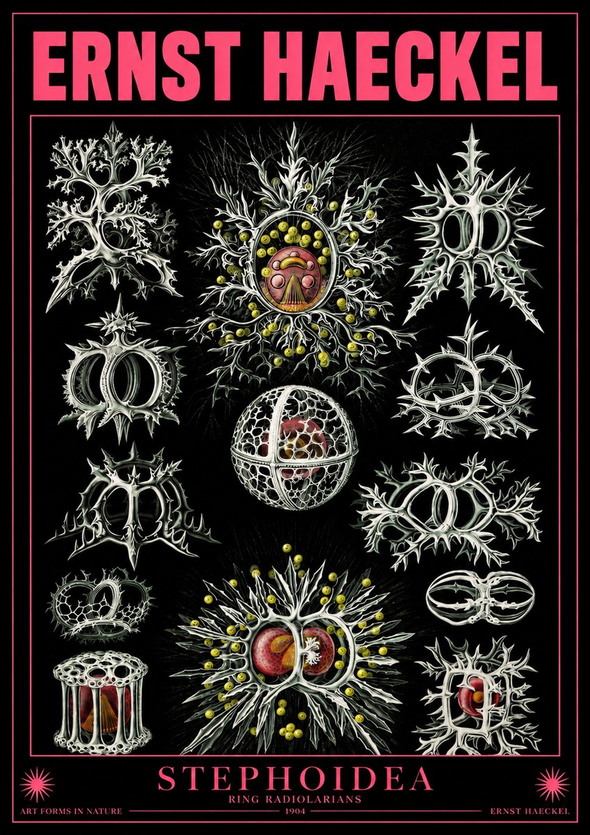 Ernst Haeckel Stephoidea No4 - Poszter