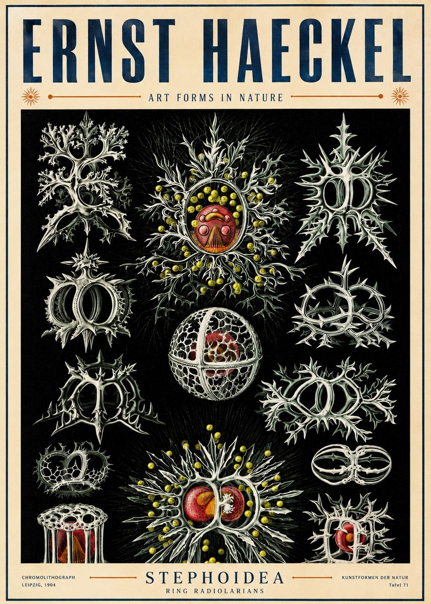 Ernst Haeckel Stephoidea No5 - Poszter