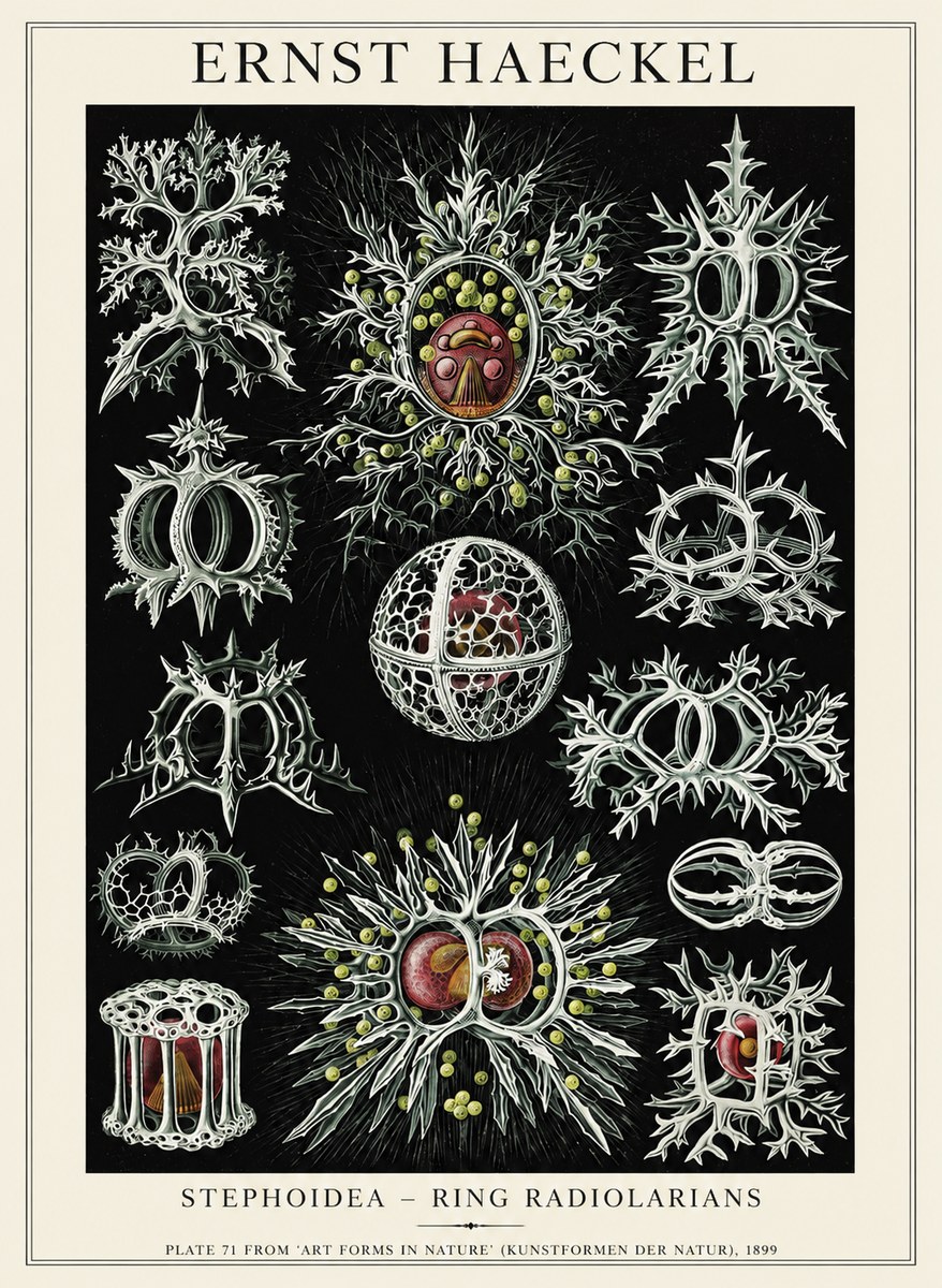 Ernst Haeckel Stephoidea No6 - Poszter