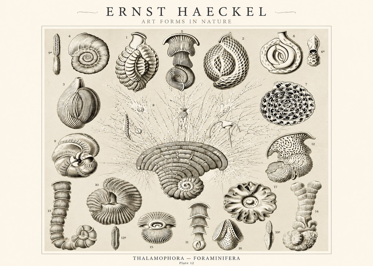 Ernst Haeckel Thalamophora – Foraminifera Plate 12 No1 - Poszter
