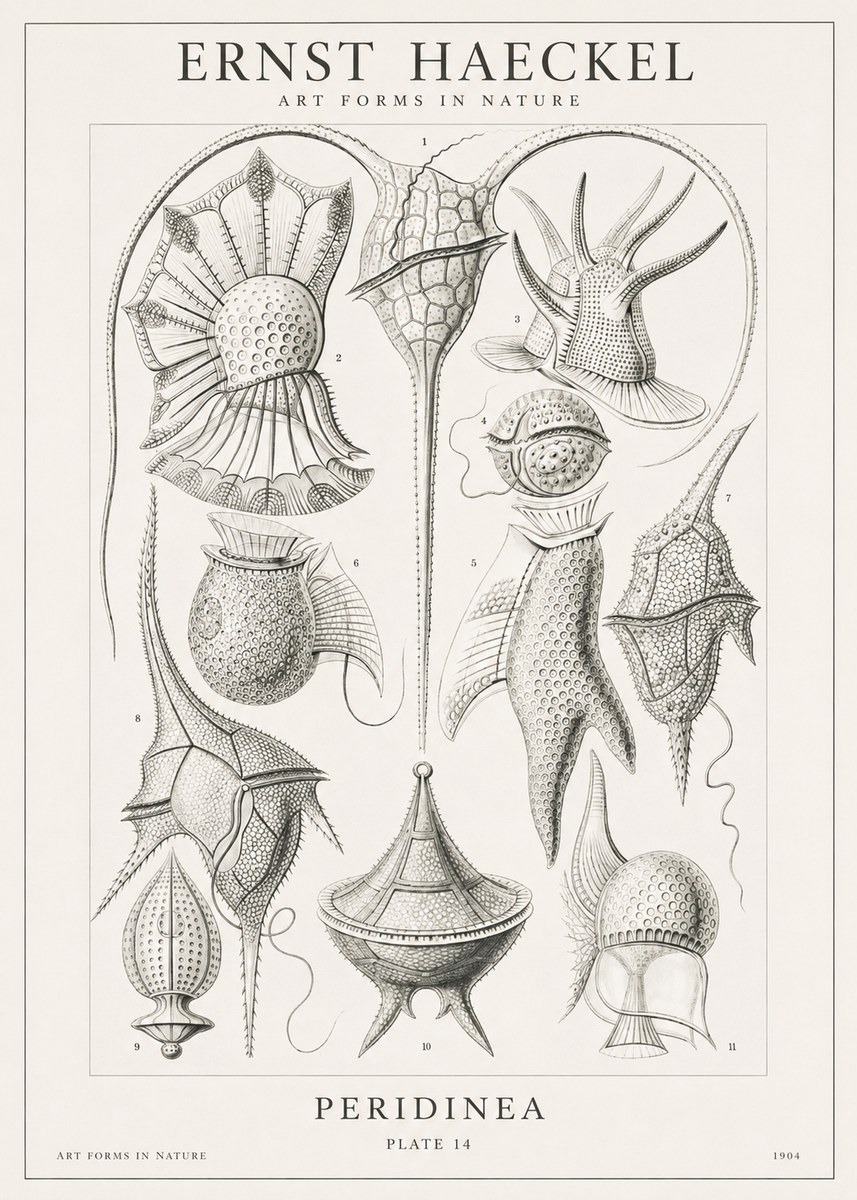 Ernst Haeckel Peridinea No1 - Poszter