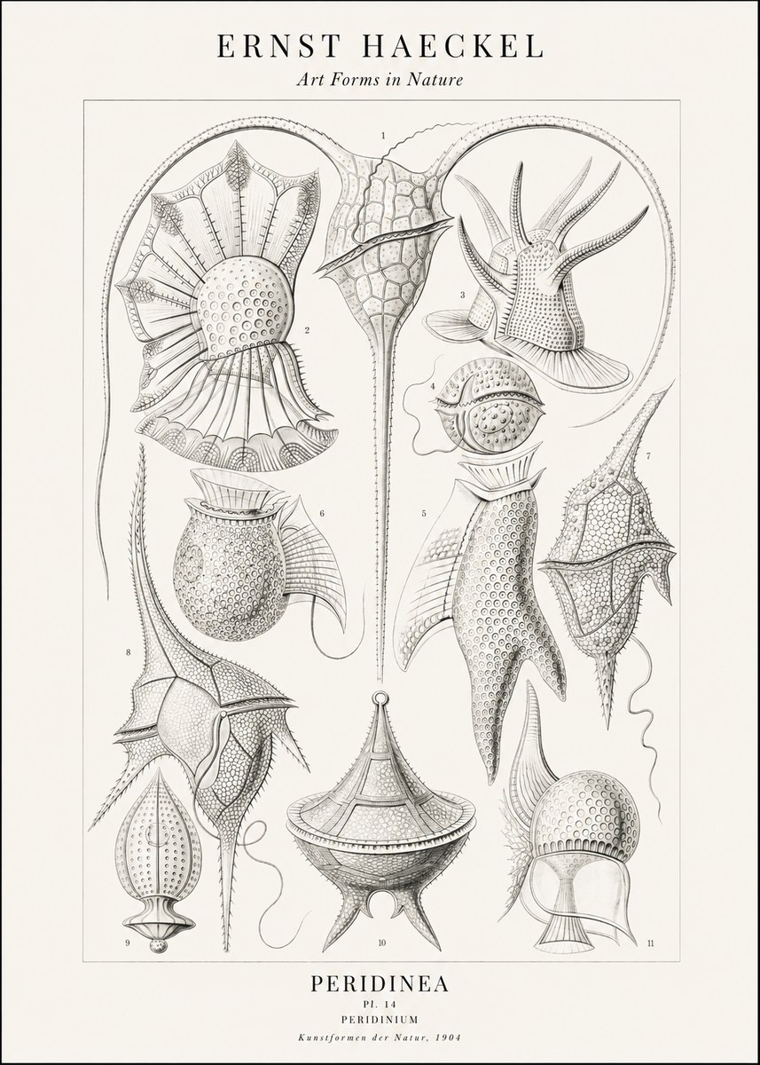 Ernst Haeckel Peridinea No2 - Poszter