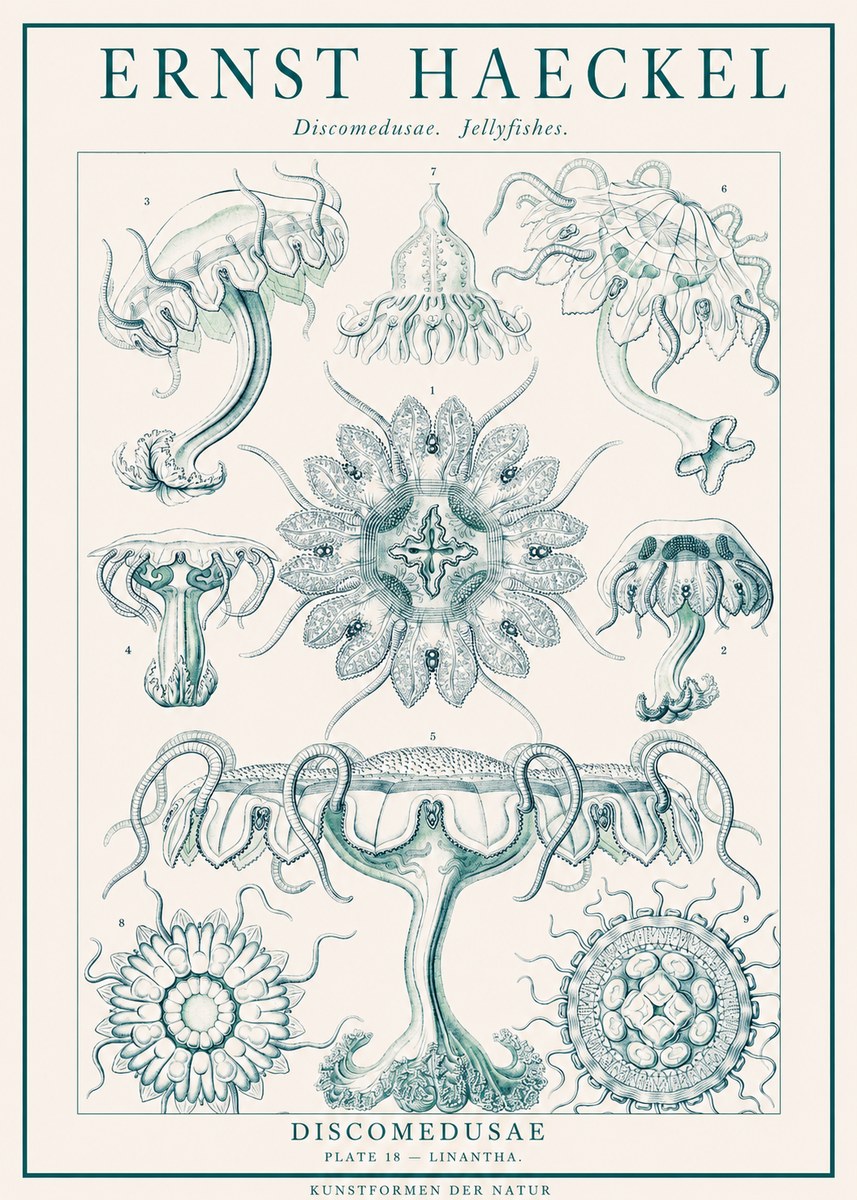 Ernst Haeckel Discomedusae. Jellyfishes. No1 - Poszter